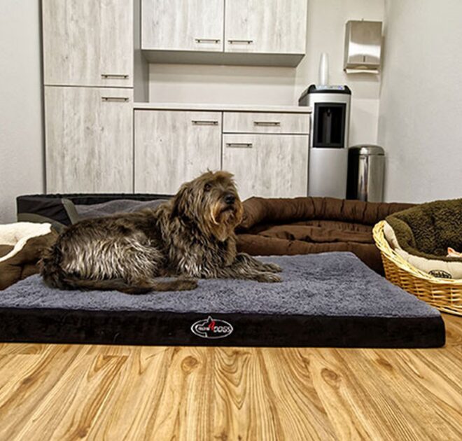 Urlaub mit Hund Luxuriöse 5* Sterne FeWo in Oberstdorf, Allgäu