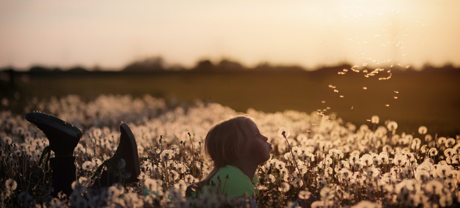 Löwenzahn im Allgäu